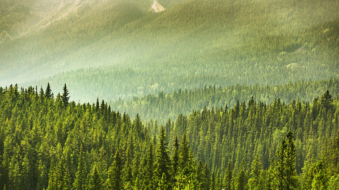 el bosque el bosque