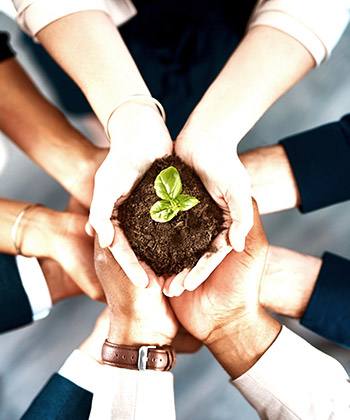 mains avec plante