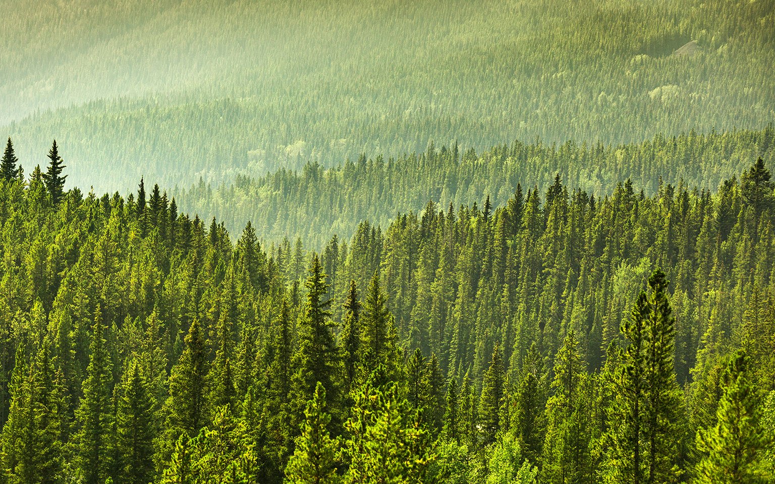 Trabajando por un mundo sostenible el bosque